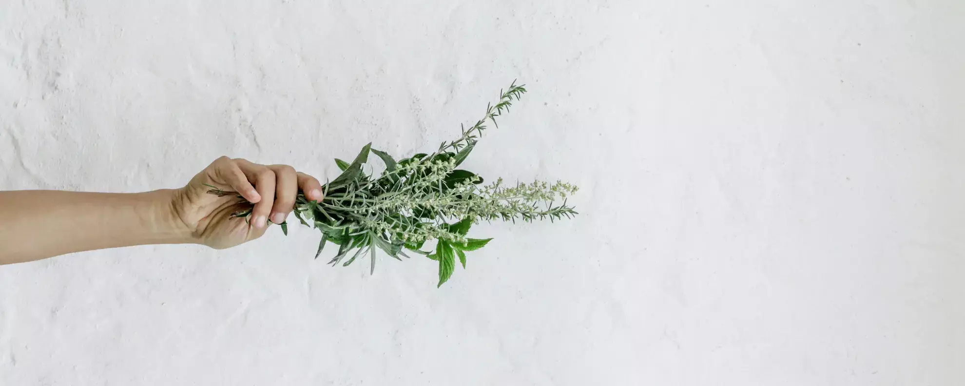 Kräuter der Provence: Das steckt in der Gewürzmischung