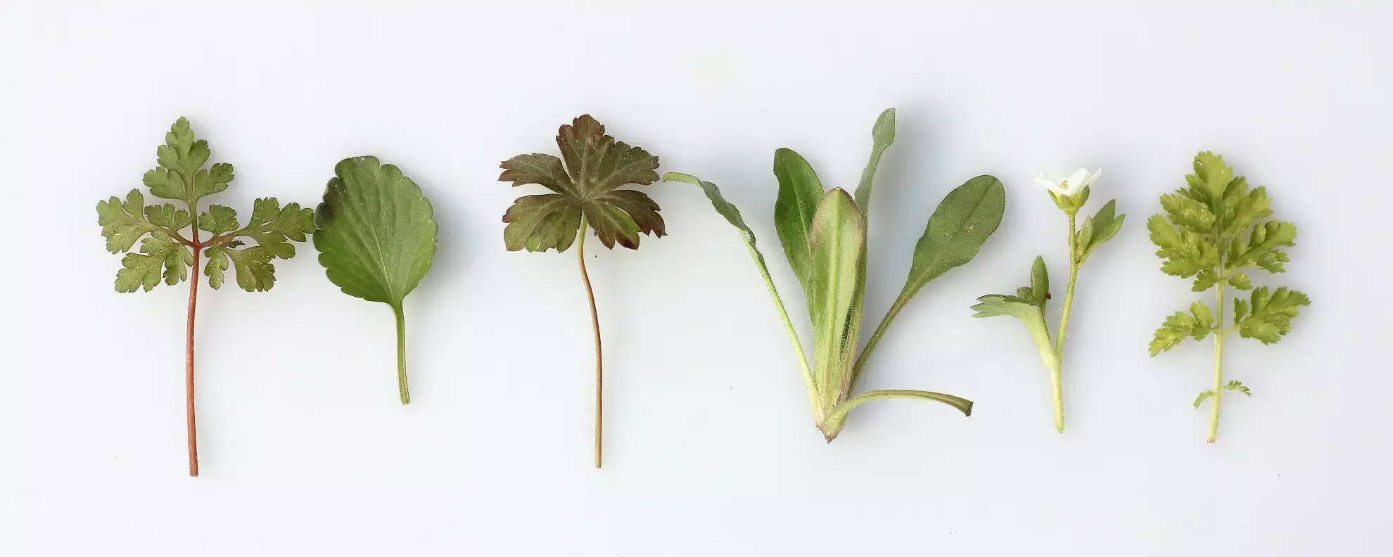 Kräuter einfrieren: Darauf solltest du achten