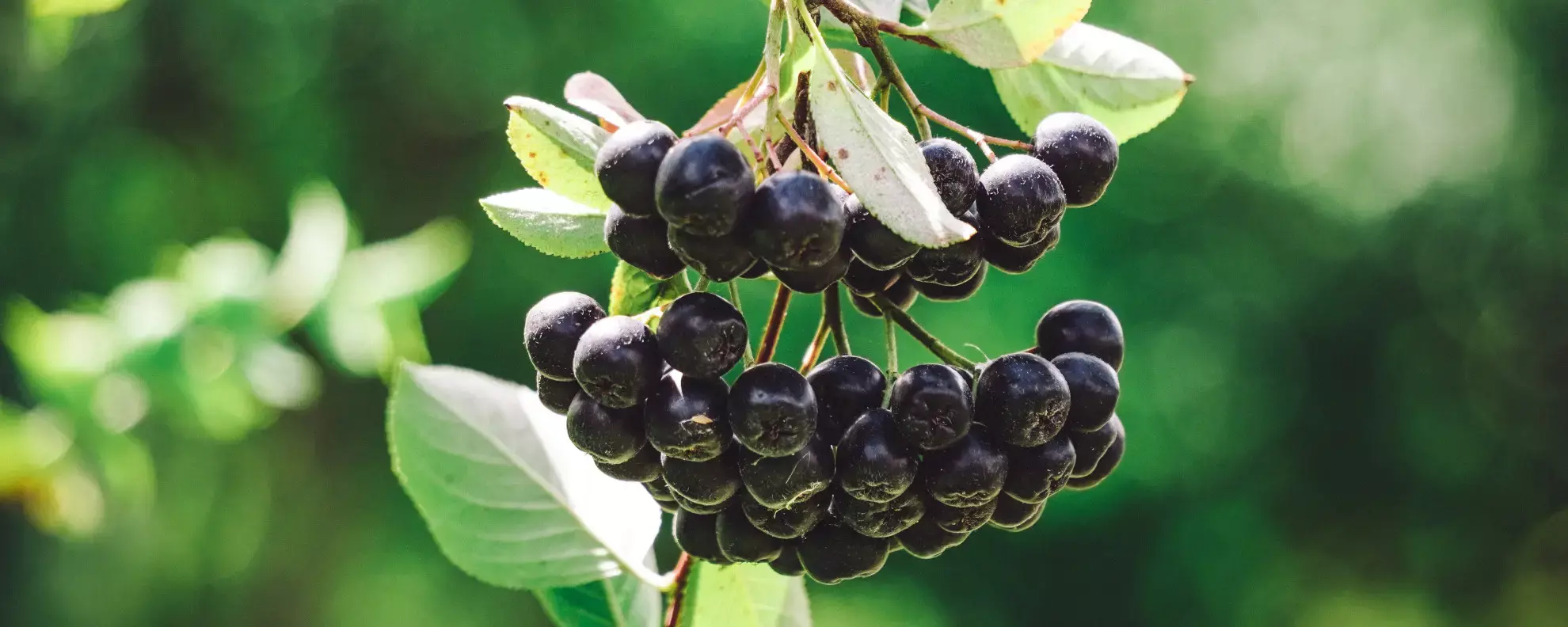 Wie gesund ist Aronia? Alle Fakten um die Beere