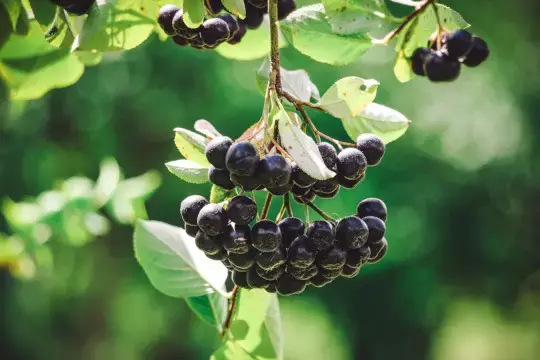 Wie gesund ist Aronia? Alle Fakten um die Beere